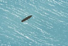 Reflexion sobre nuestros politicos - Sonia Lalanda