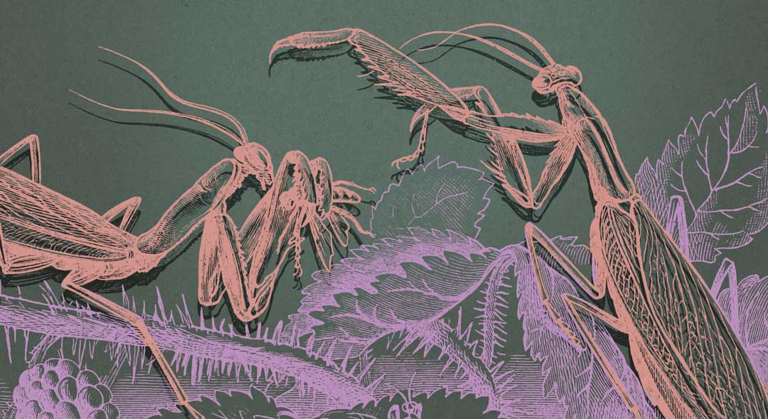 Canibalismo y fracaso en la política española elasterisco Opiniones